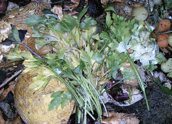 Local Bangkok Market