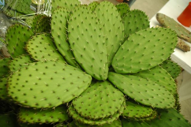 Nopal