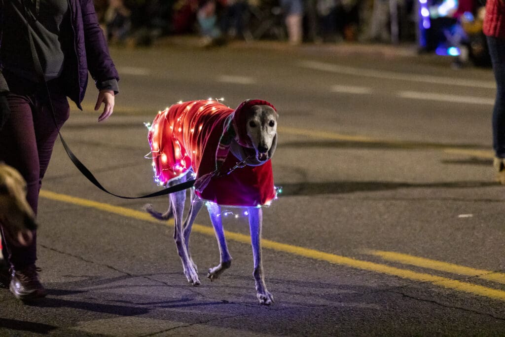 a dog carrying a bag walking down the street