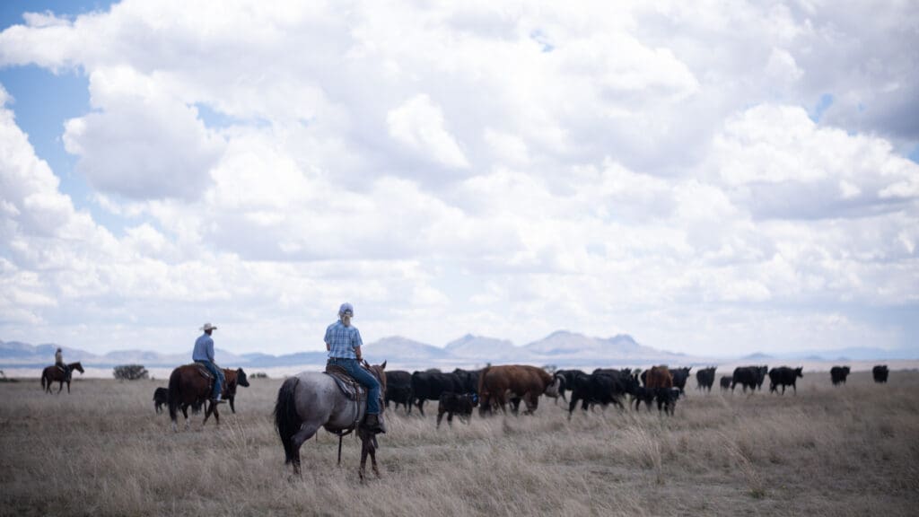 a herd of cattle walking across a dry grass field