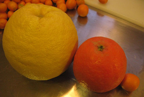 grapefruit-tangelo-kumquat Grapefruit, tangelo, kumquat size comparison