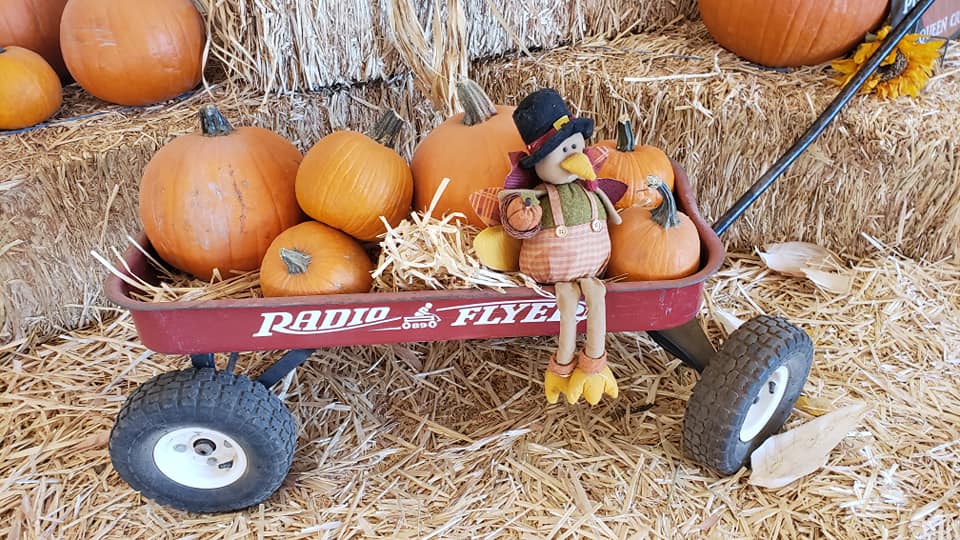 Photo courtesy of Arizona Pumpkin Patch