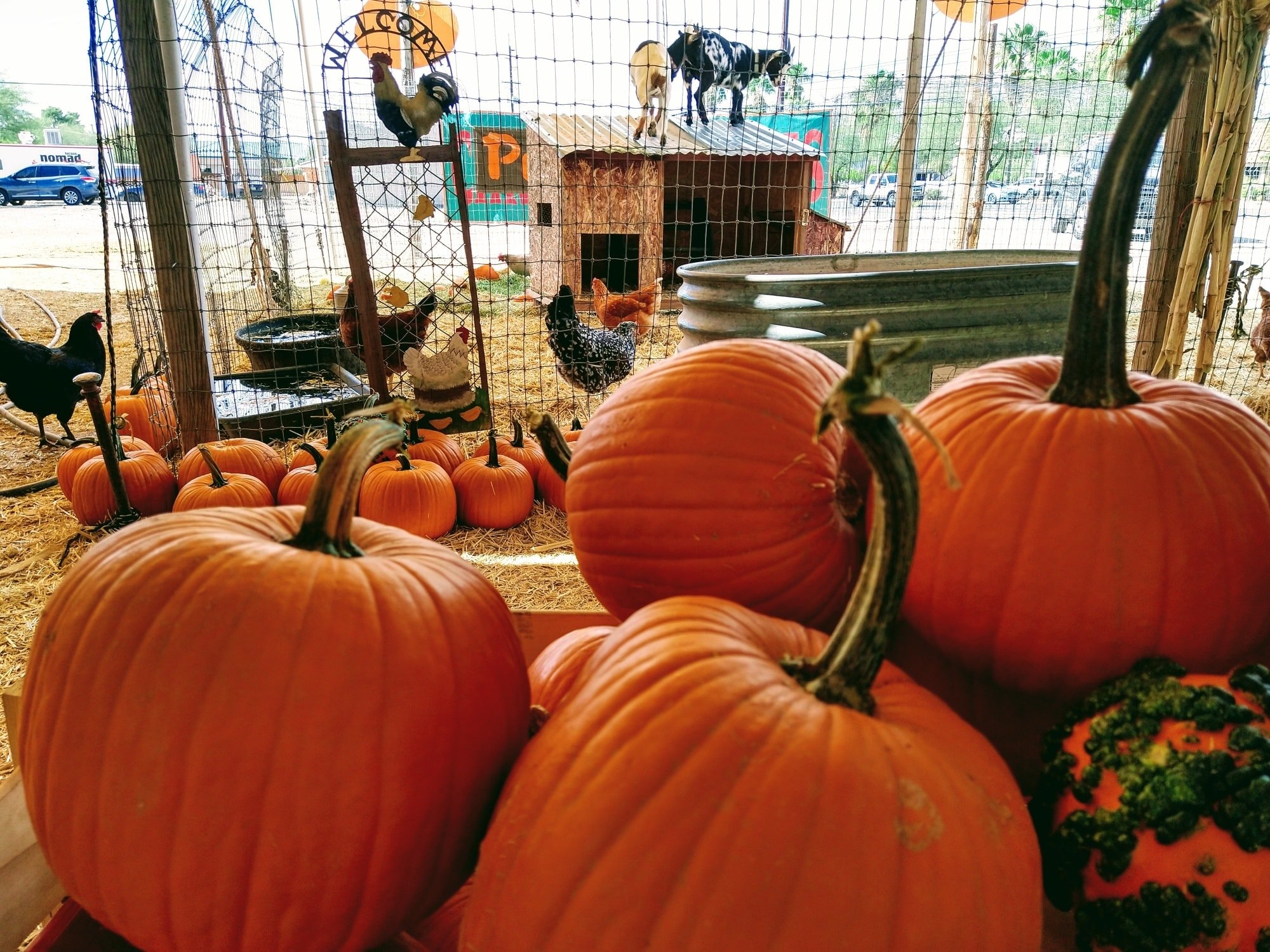 Photo courtesy of Brian and Kelly's Pumpkins on Facebook