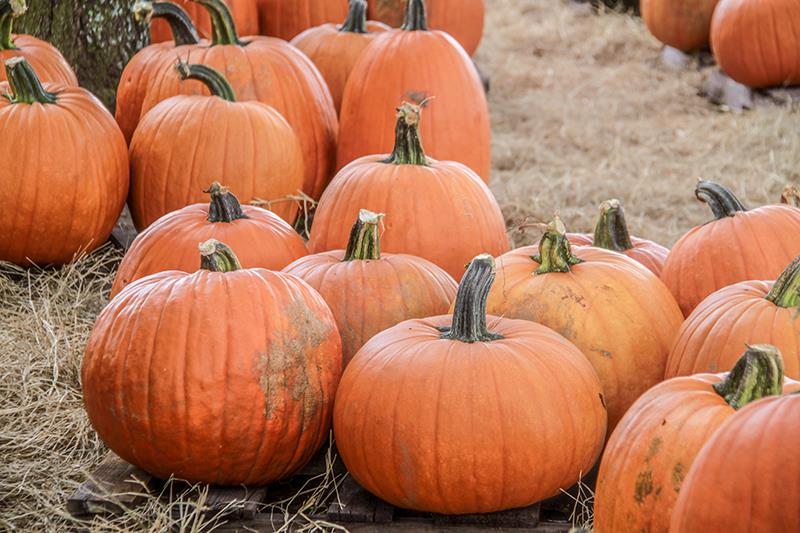 Photo courtesy of Marana Pumpkin Patch