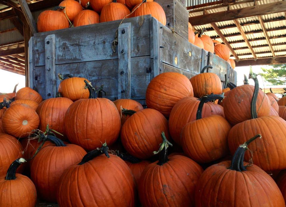 Pumpkins at Apple Annie's (Photo Credit: Apple Annie's)