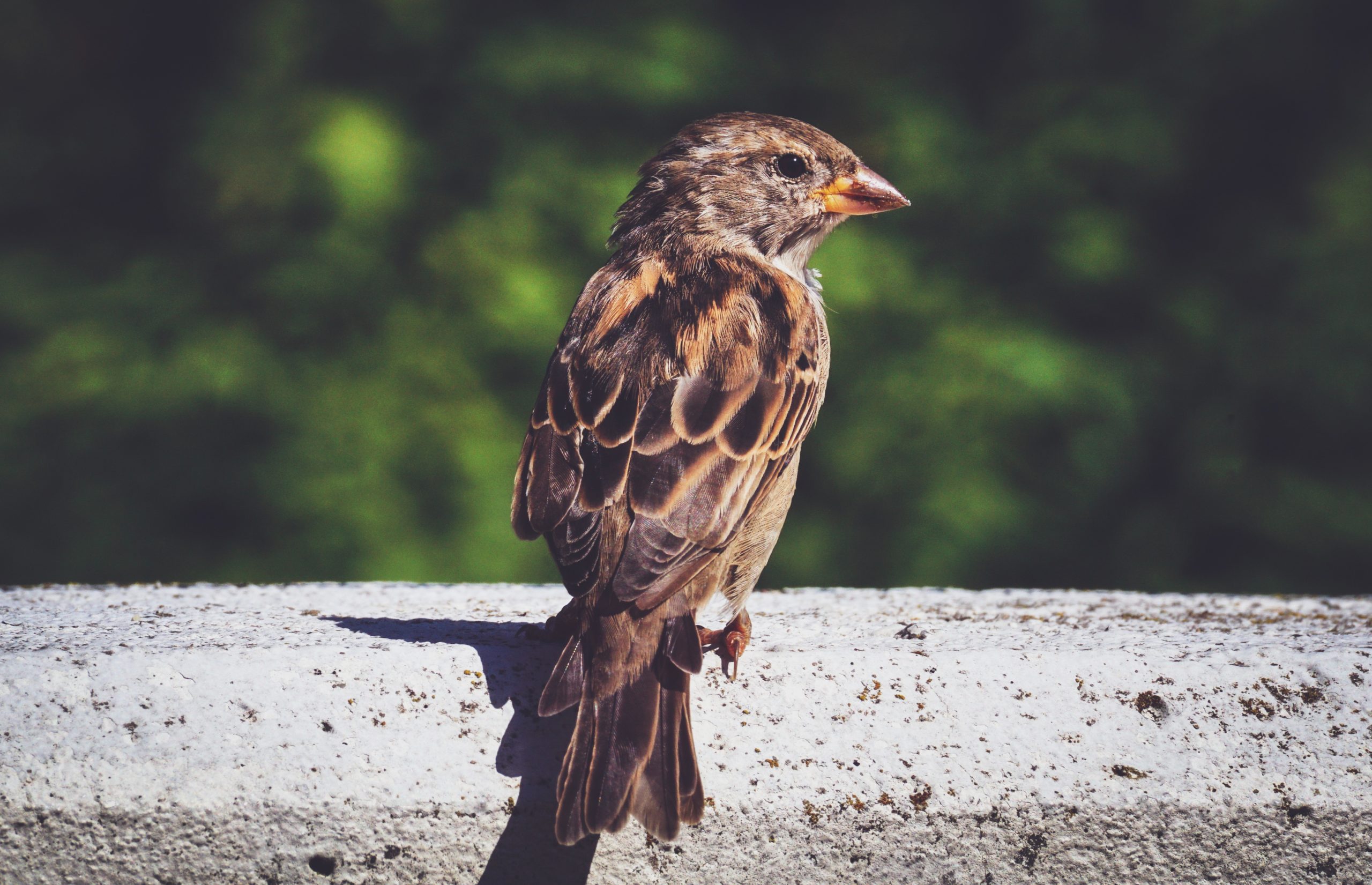 Birds Aren't Real