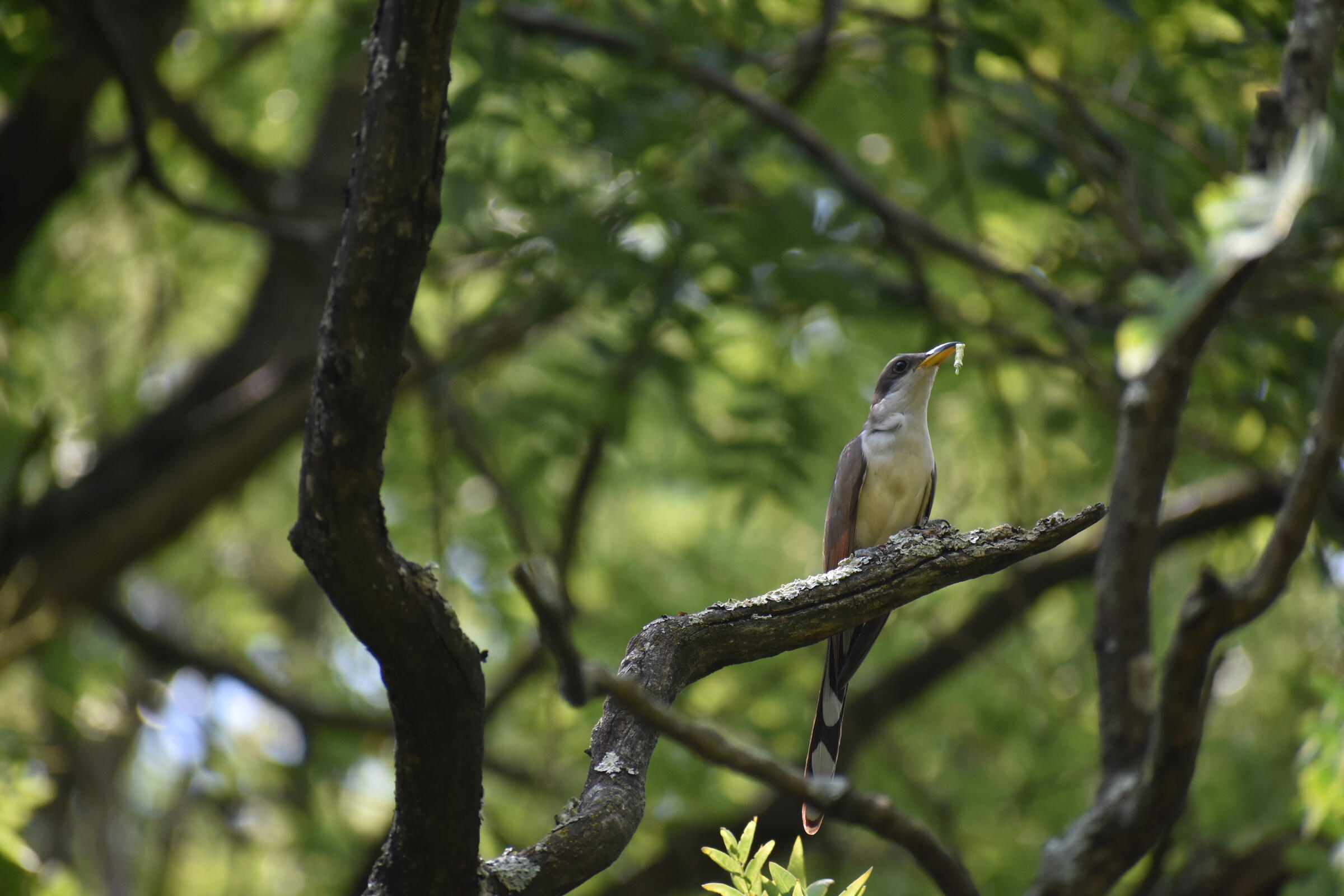 Yellow-billed Cuckoo