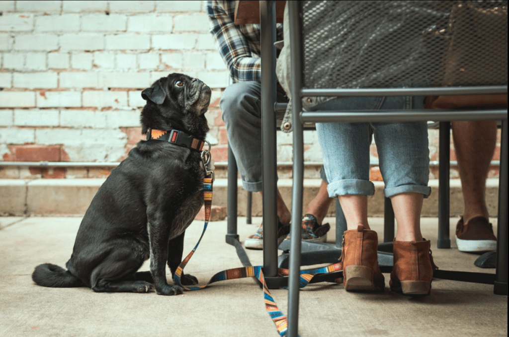 a dog sitting on a chair