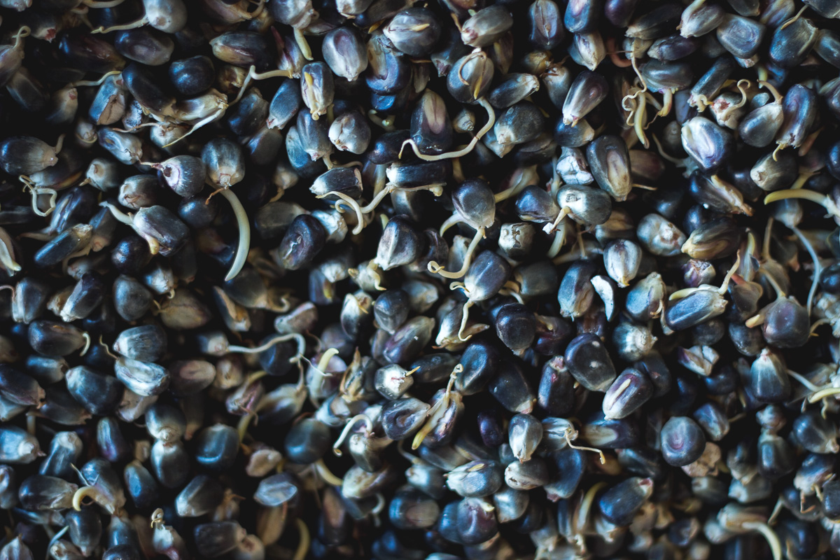 Blue corn mash at Town Under Black Distillery (Credit: Jackie Tran)